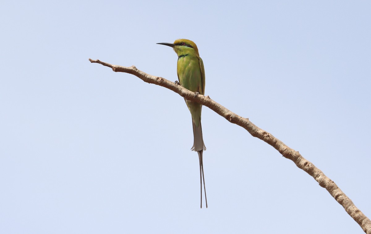 African Green Bee-eater - ML647226094