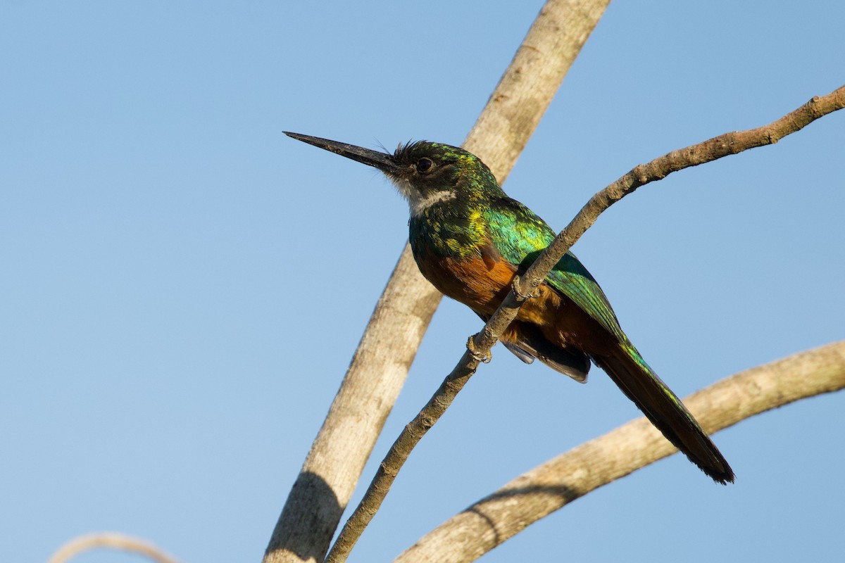 Rufous-tailed Jacamar - ML647226096