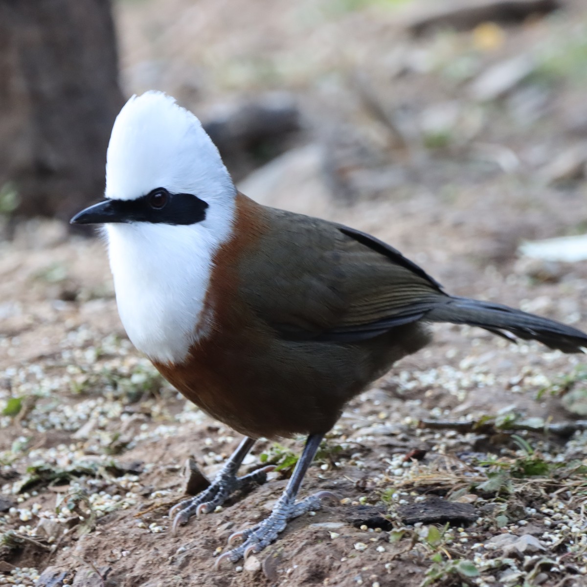 White-crested Laughingthrush - ML647226106