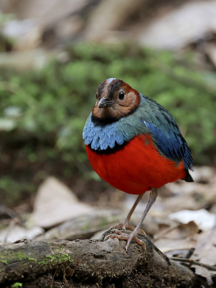 Sulawesi Pitta - ML647226107