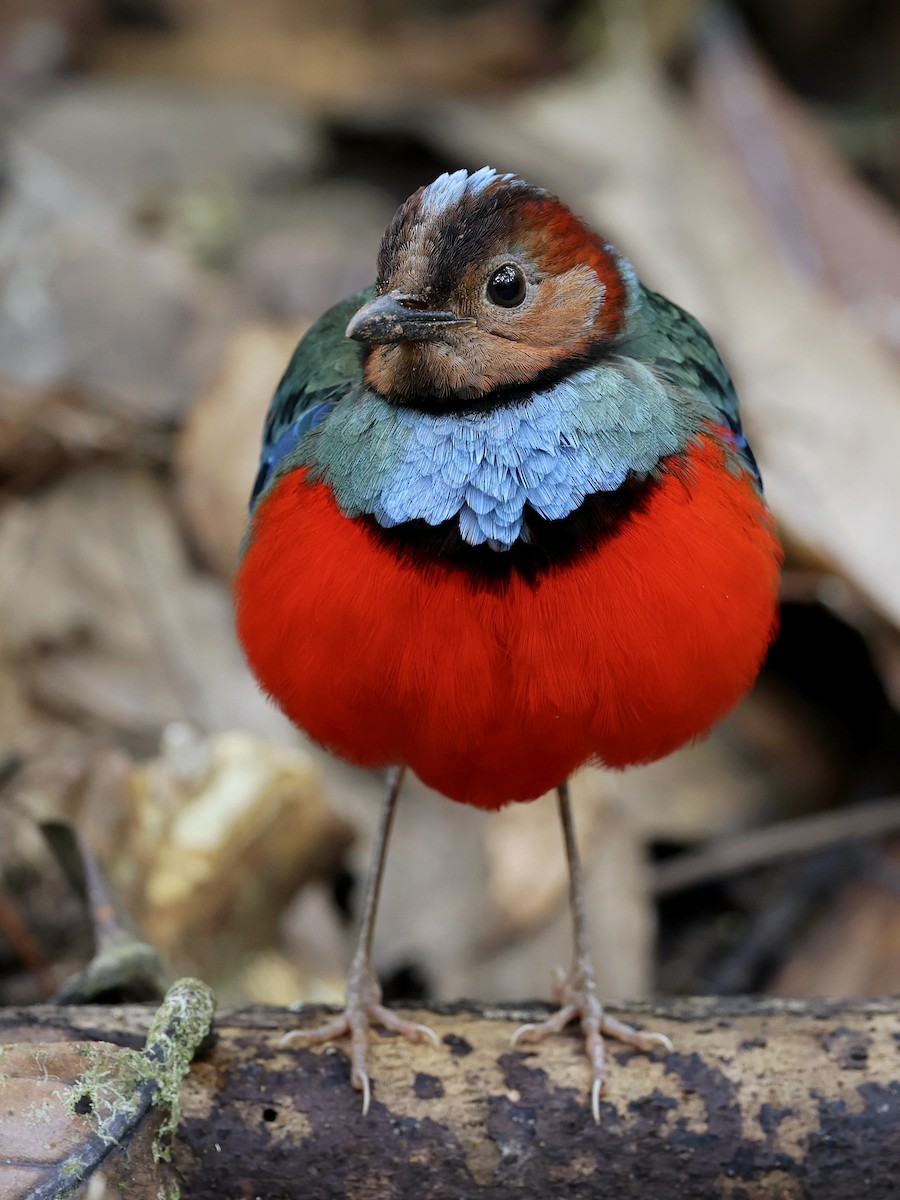 Sulawesi Pitta - ML647226108