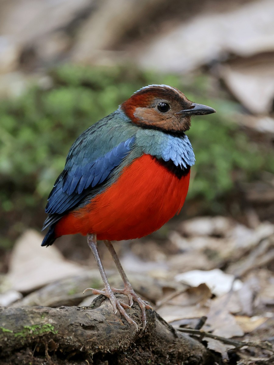 Sulawesi Pitta - ML647226109