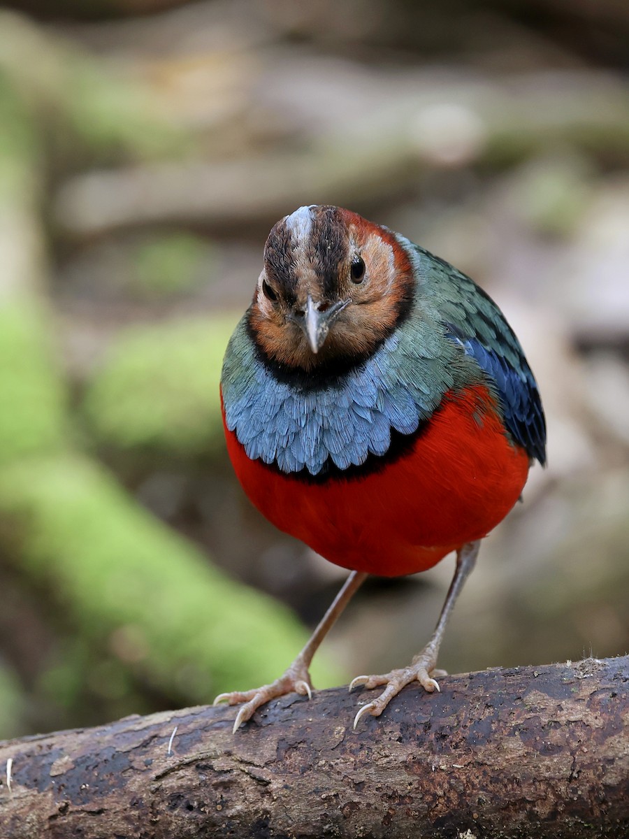 Sulawesi Pitta - ML647226110