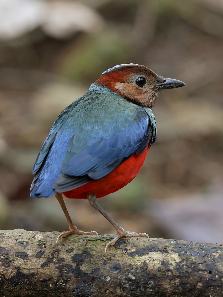 Sulawesi Pitta - ML647226111