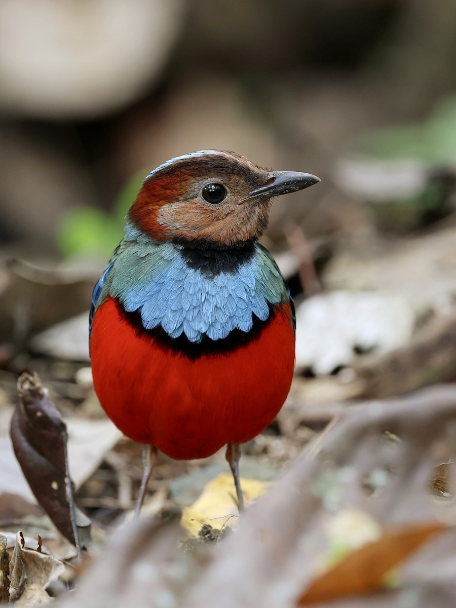 Sulawesi Pitta - ML647226112