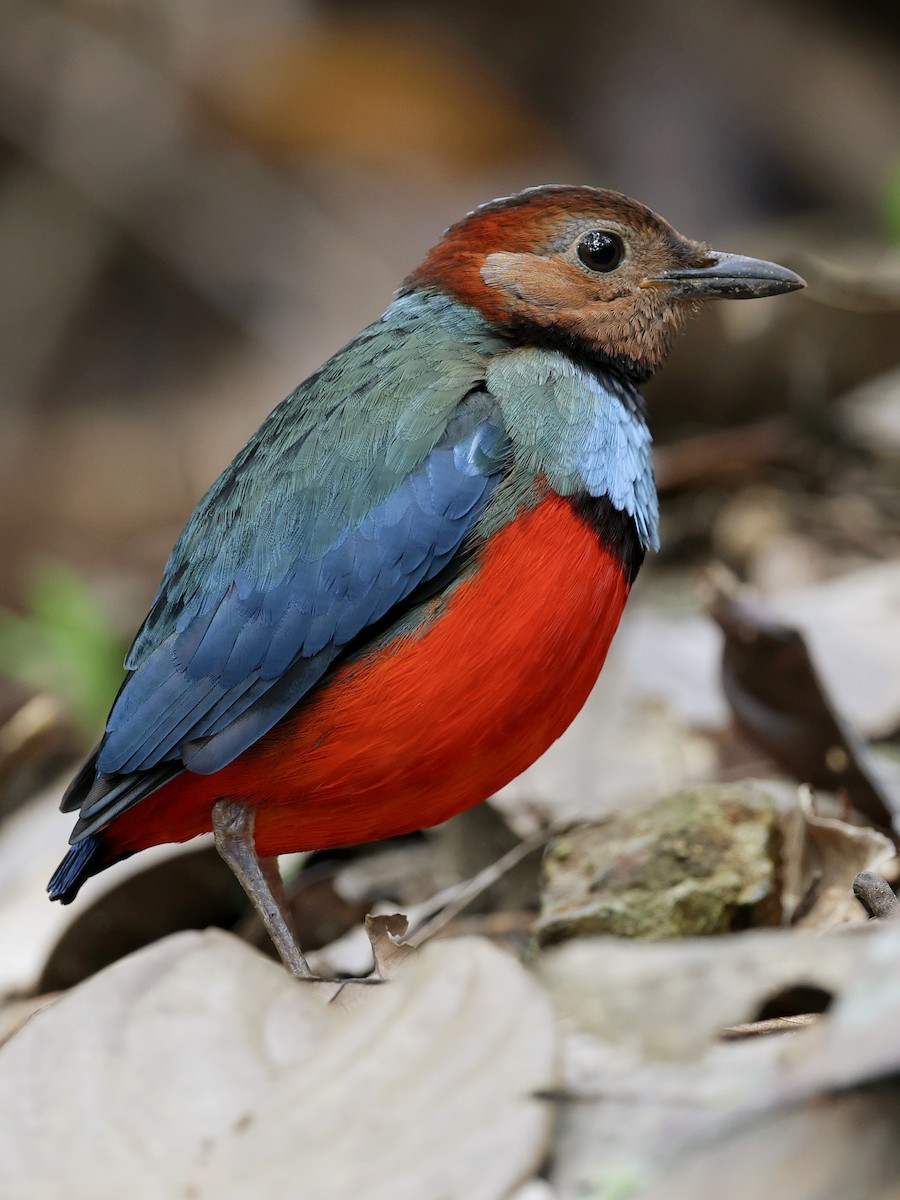 Sulawesi Pitta - ML647226113