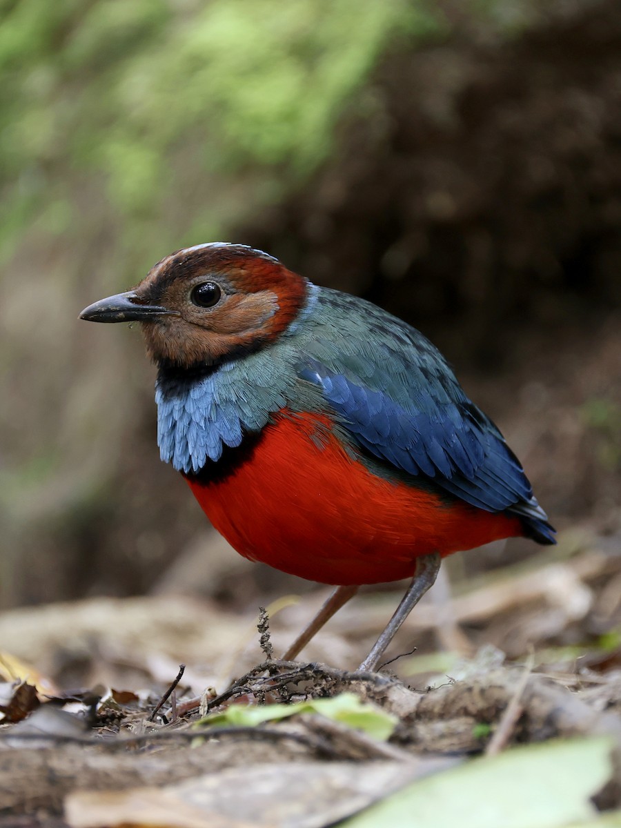 Sulawesi Pitta - ML647226114