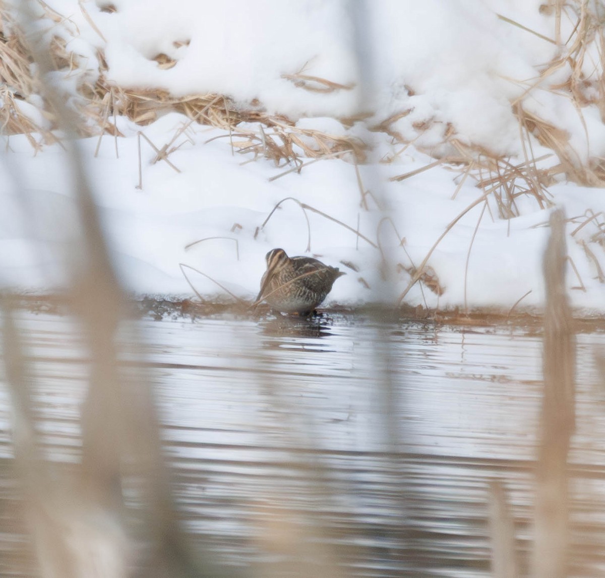 Wilson's Snipe - ML647226126