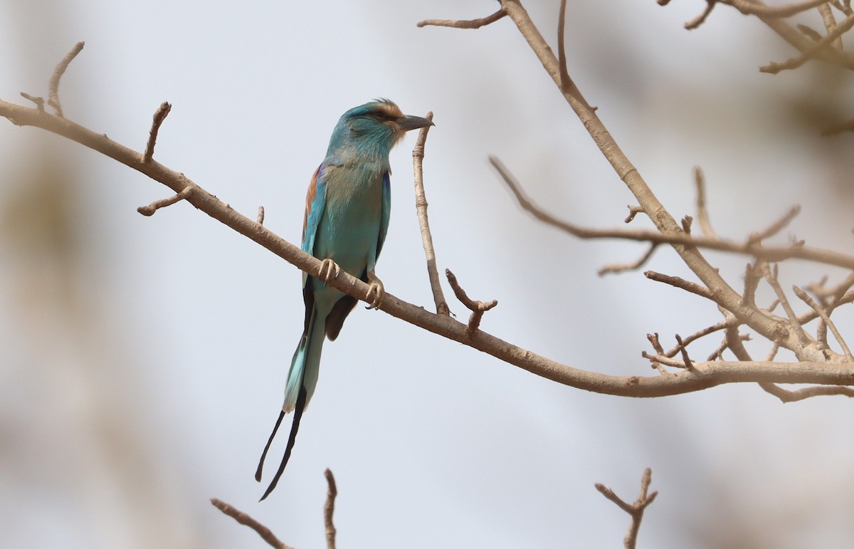 Abyssinian Roller - ML647226127
