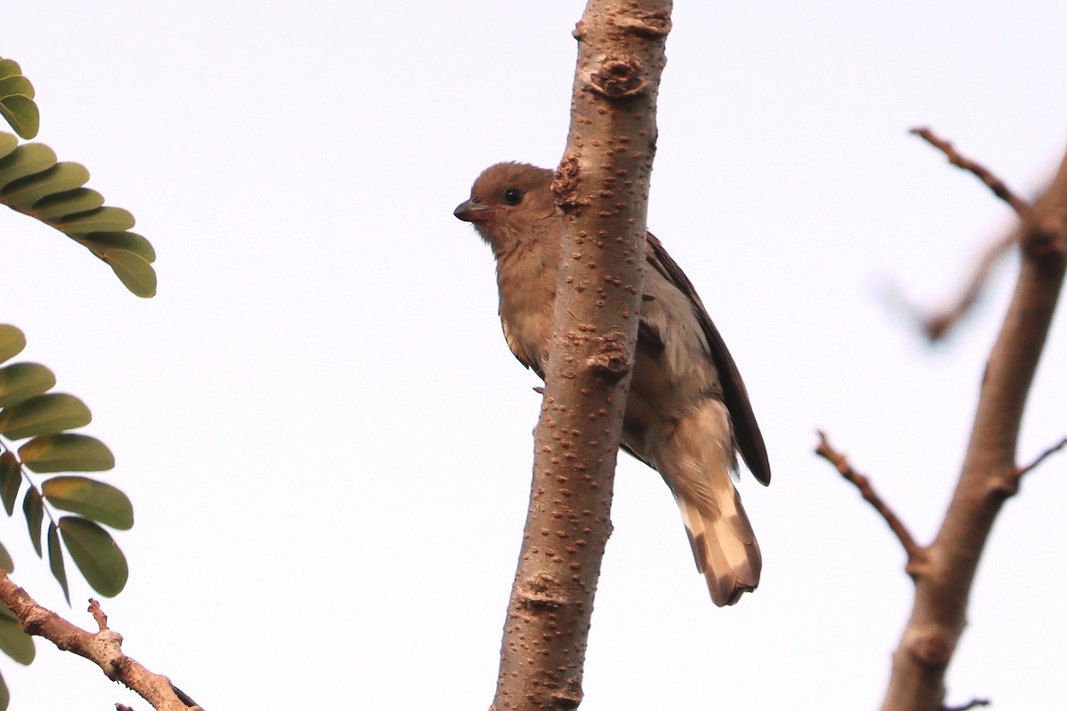 Lesser Honeyguide - ML647226148