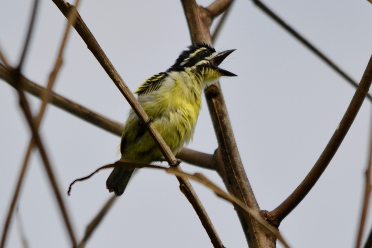Yellow-rumped Tinkerbird - ML647226151