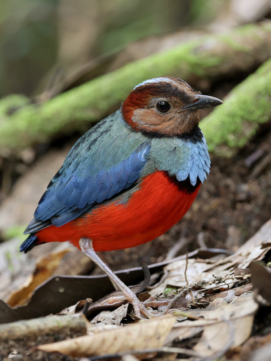 Sulawesi Pitta - ML647226153