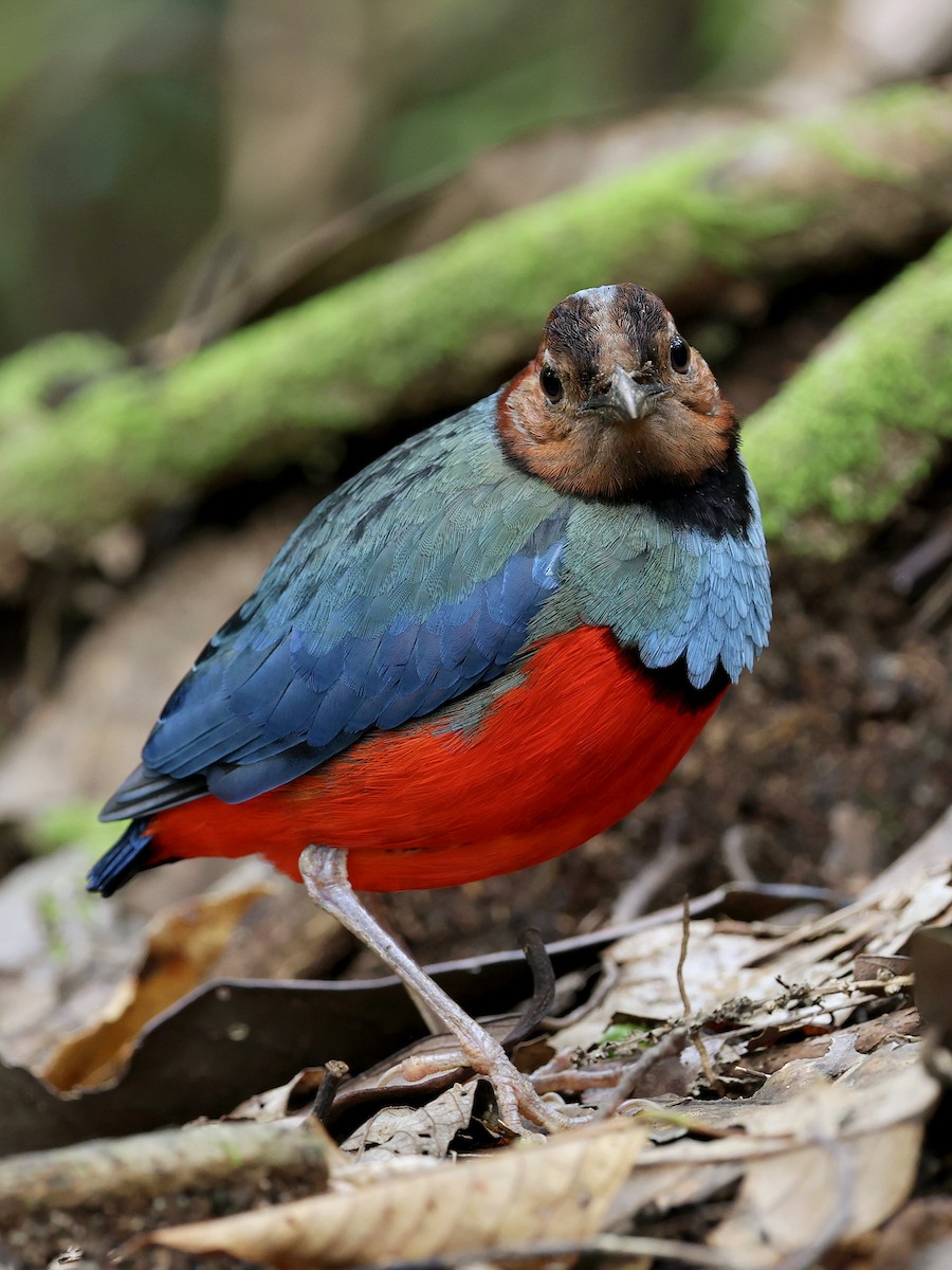 Sulawesi Pitta - ML647226154