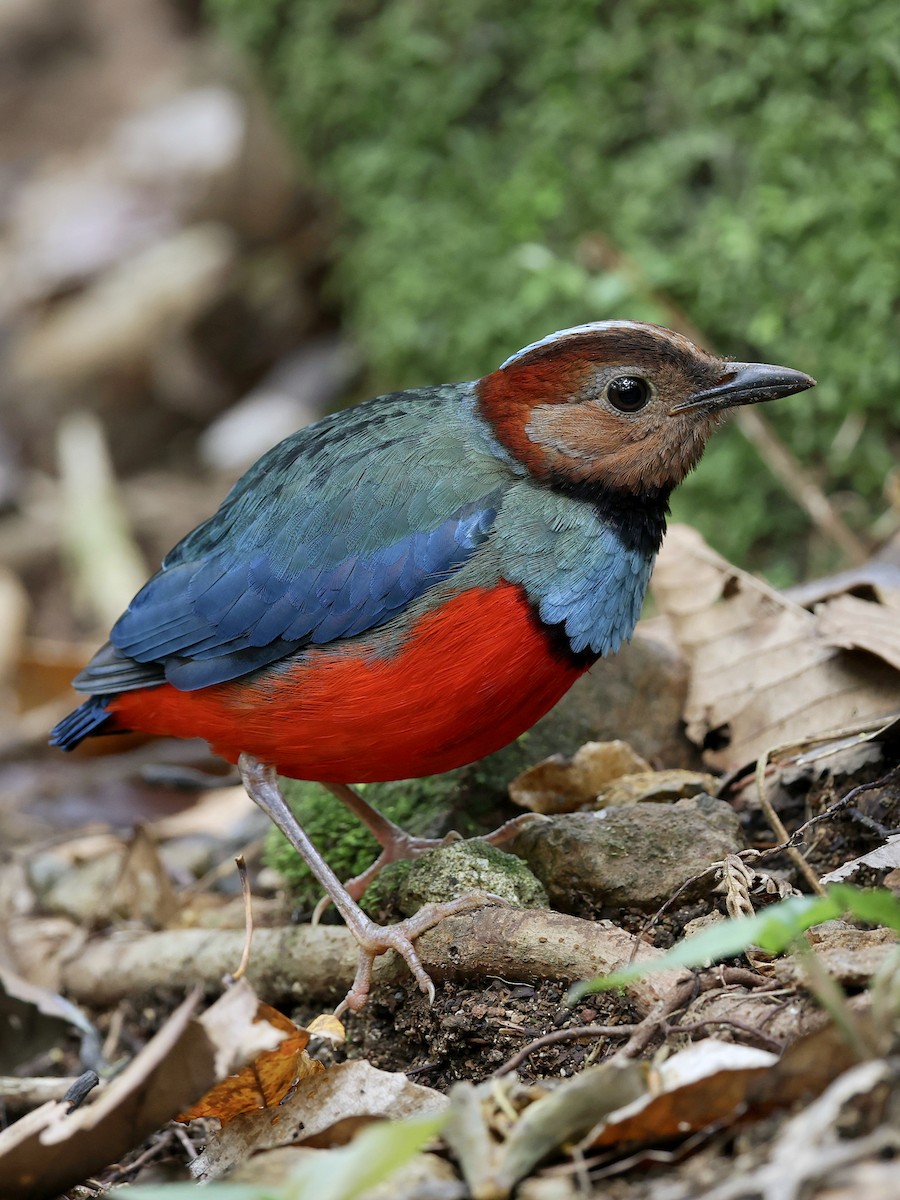 Sulawesi Pitta - ML647226155