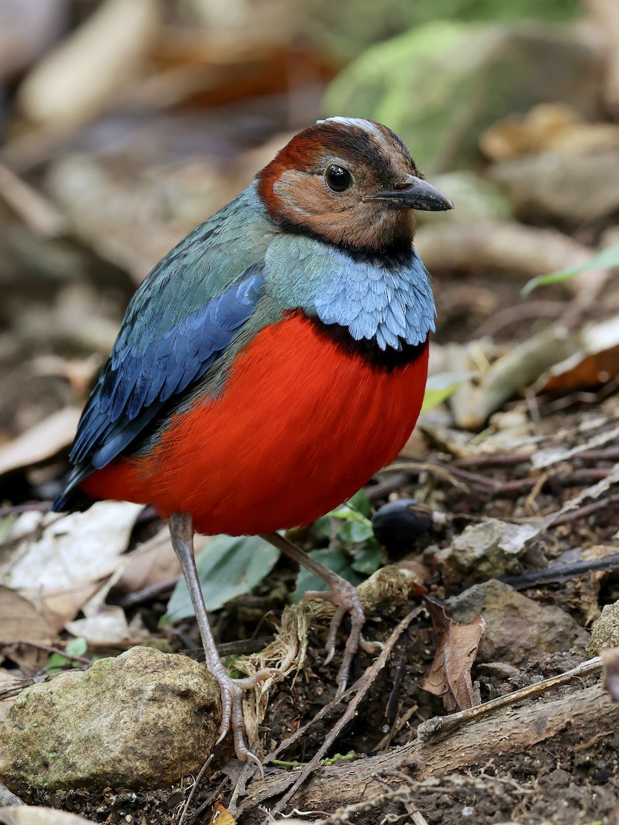 Sulawesi Pitta - ML647226156