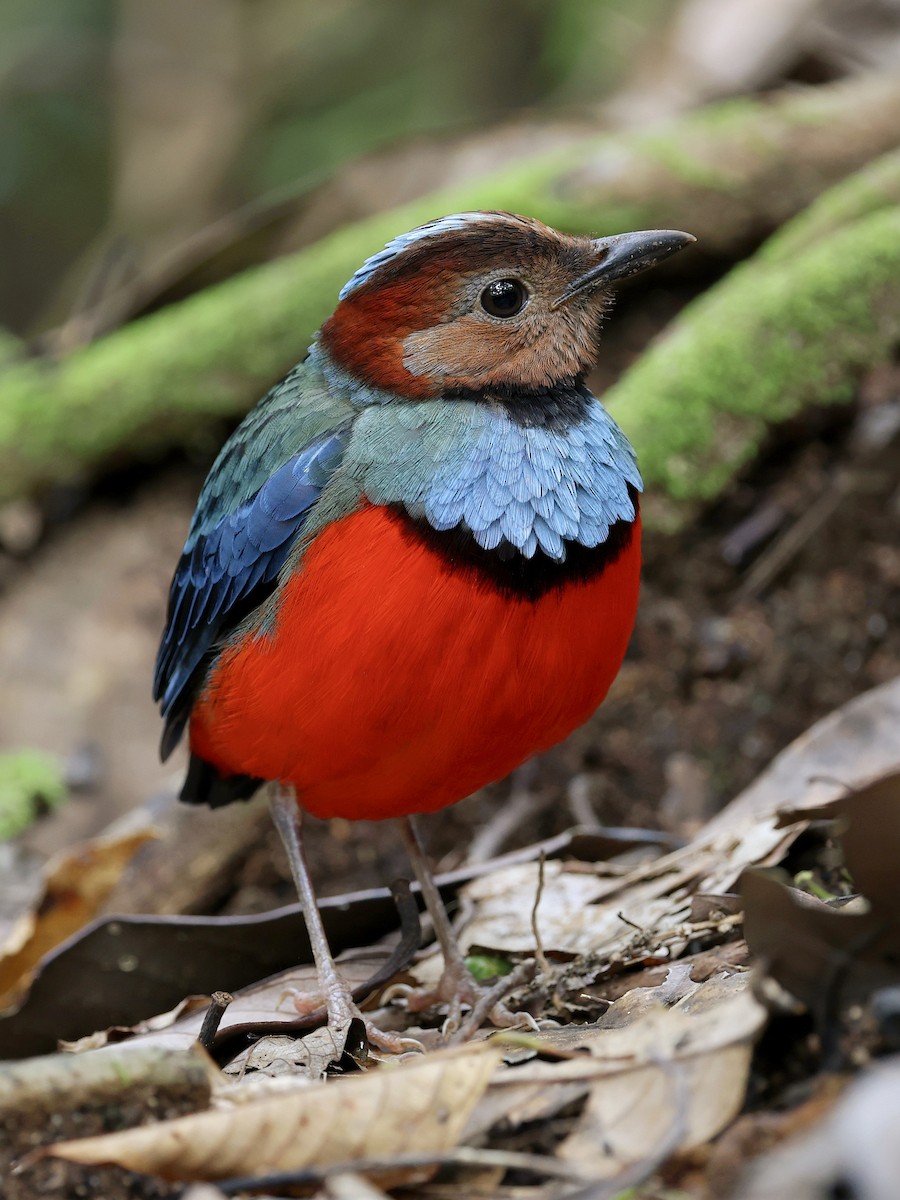 Sulawesi Pitta - ML647226157