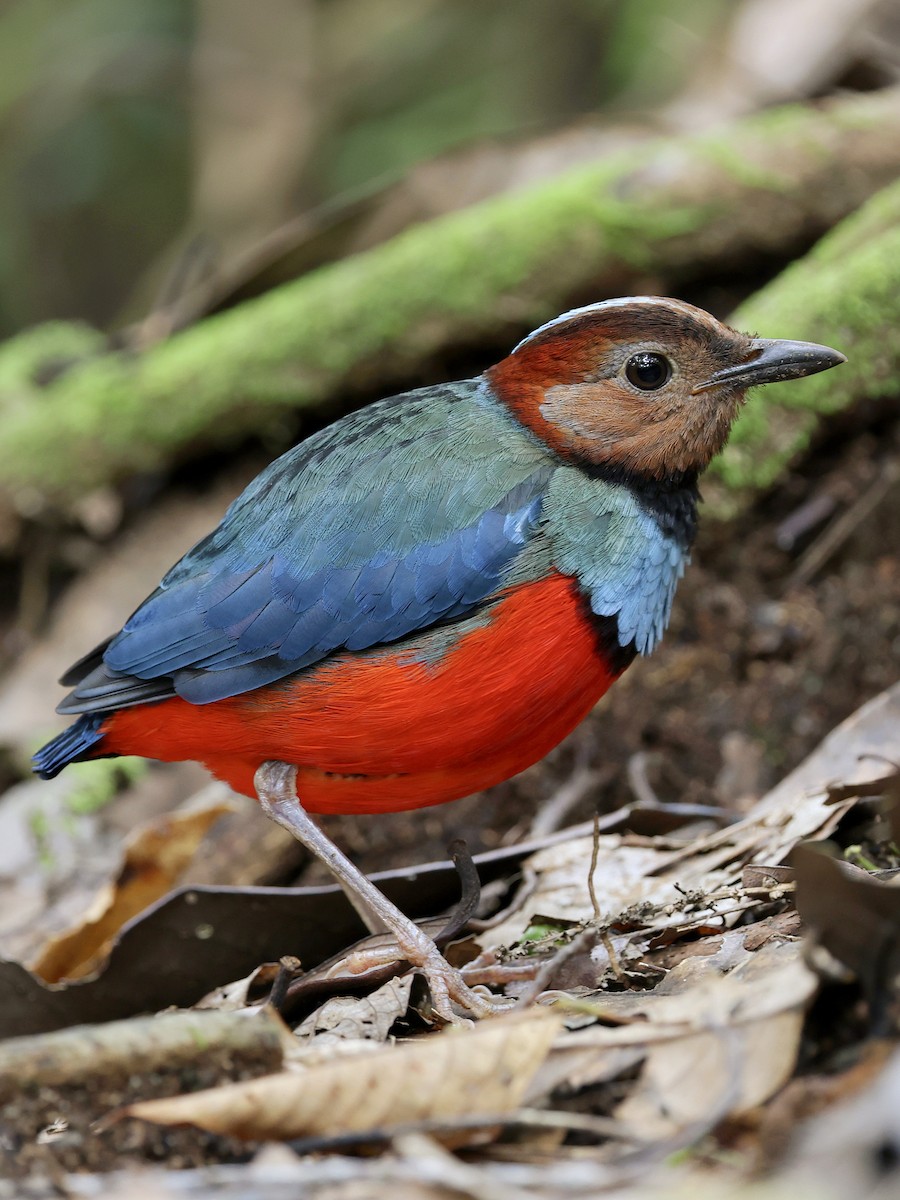 Sulawesi Pitta - ML647226158