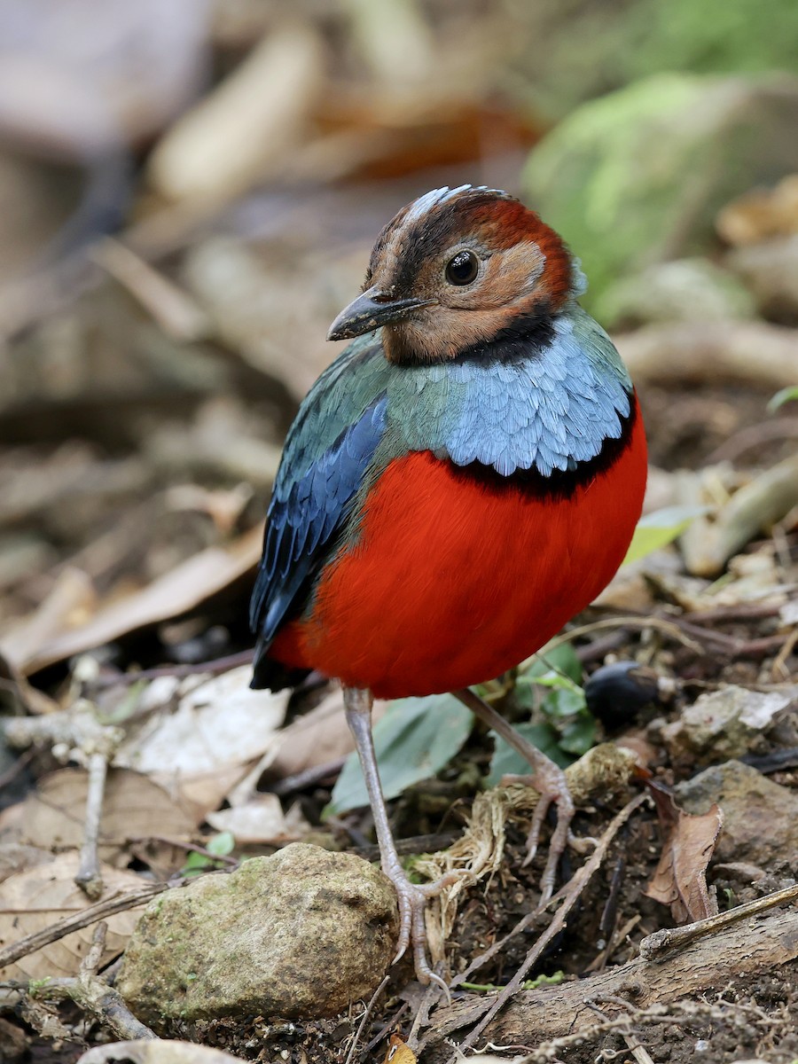 Sulawesi Pitta - ML647226159