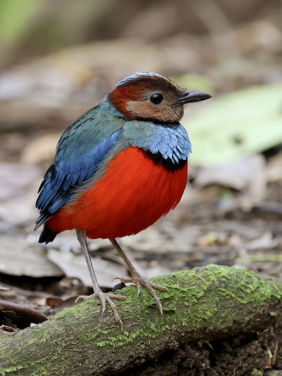 Sulawesi Pitta - ML647226160