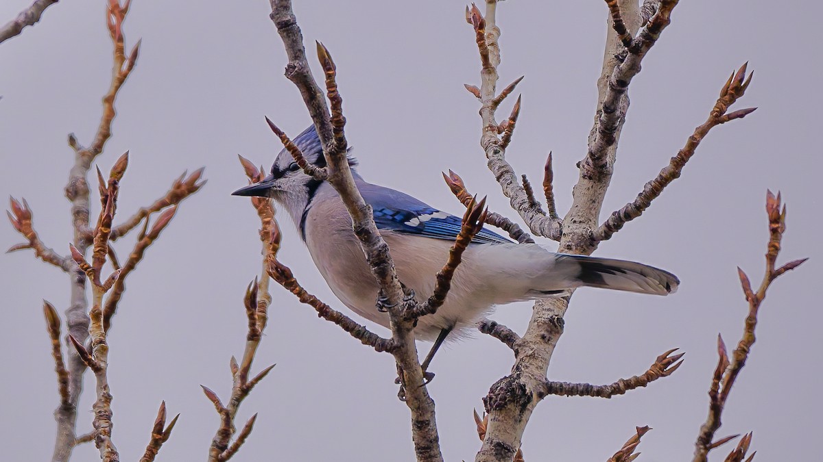 Сизойка блакитна - ML647226169