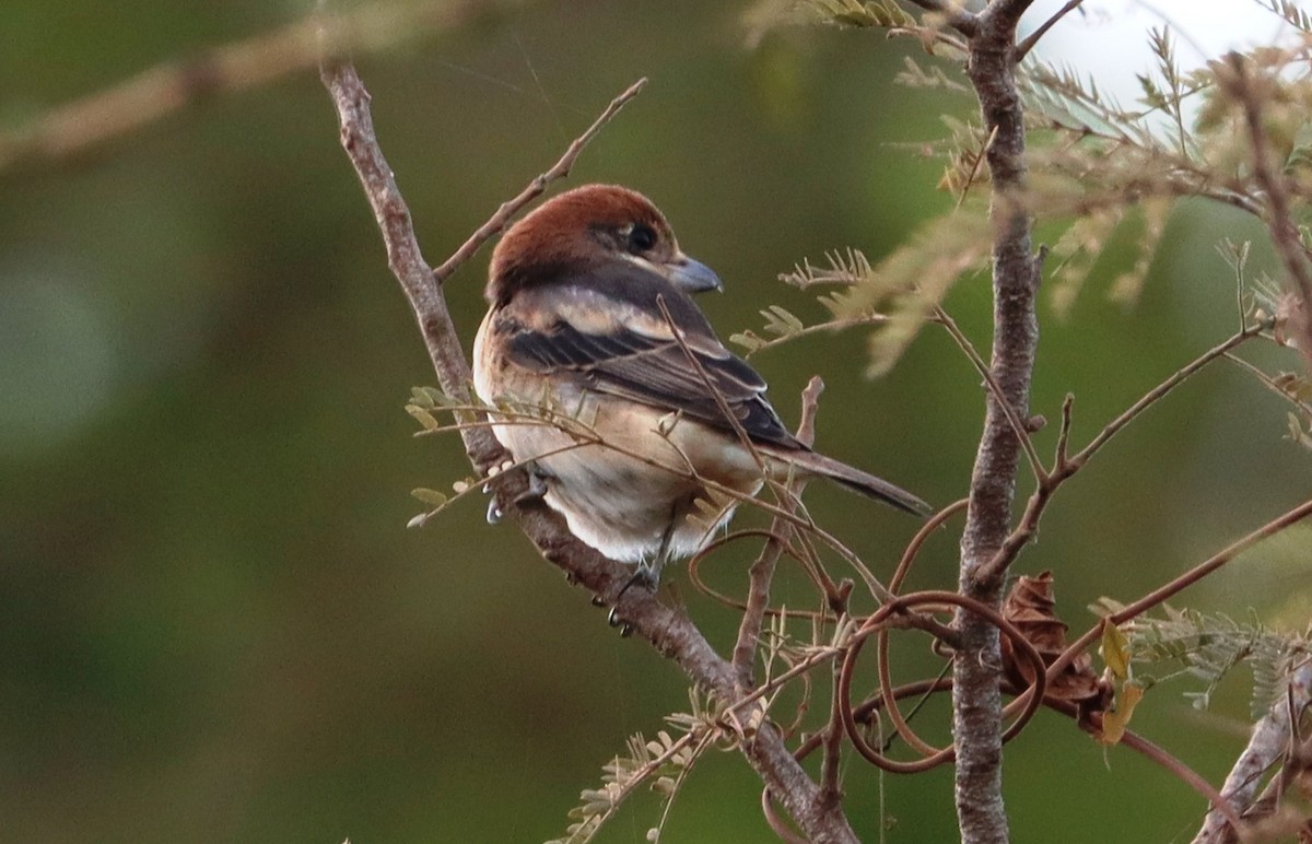 Woodchat Shrike - ML647226177