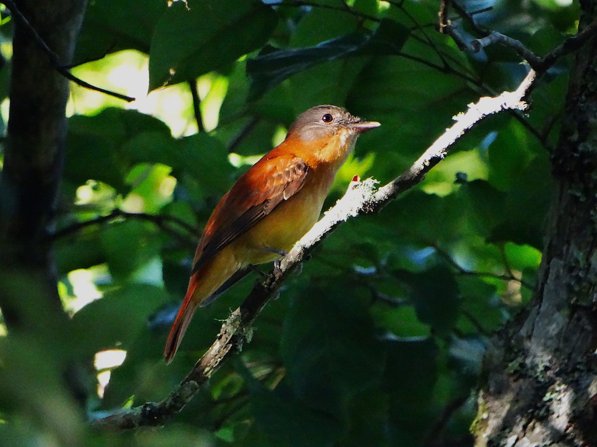 Kızıl Kuyruklu Attila - ML647226184