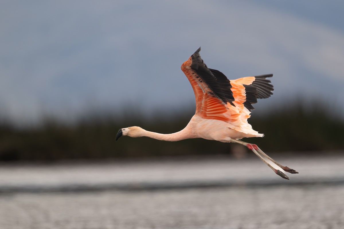 Фламінго чилійський - ML647226187