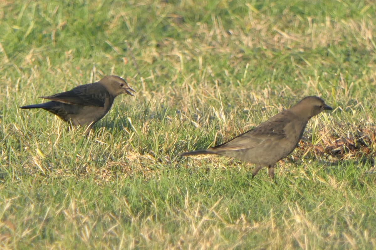 Brewer's Blackbird - ML647226190