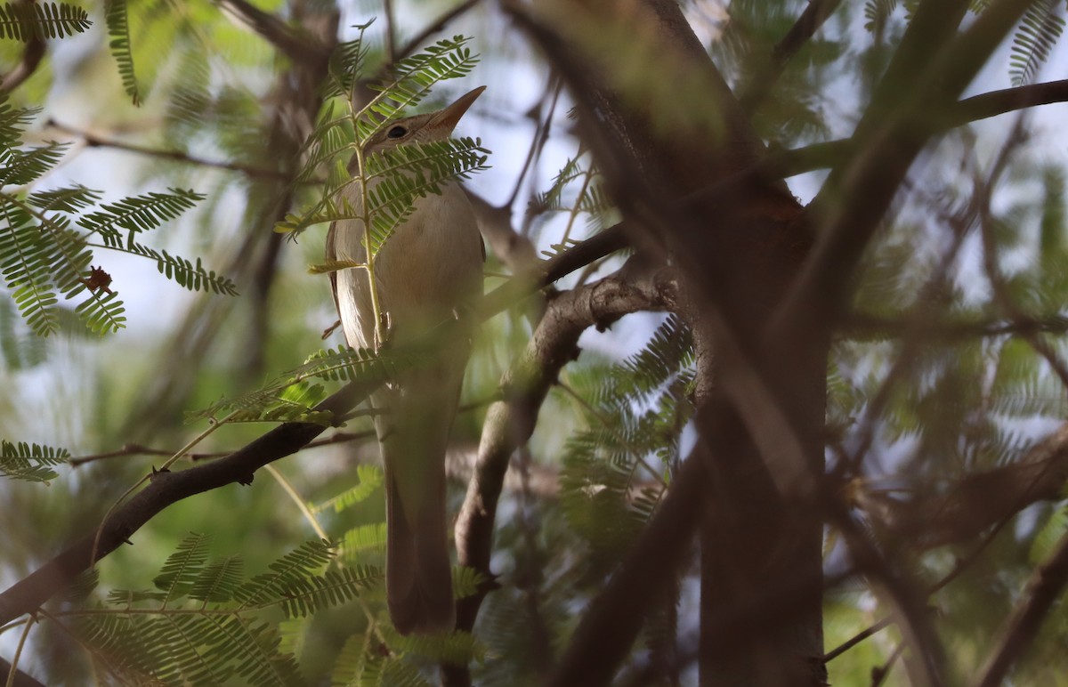 Eastern Olivaceous Warbler - ML647226194