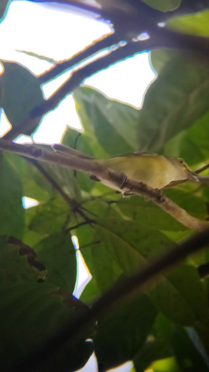 Vireo Ojiblanco - ML647226197