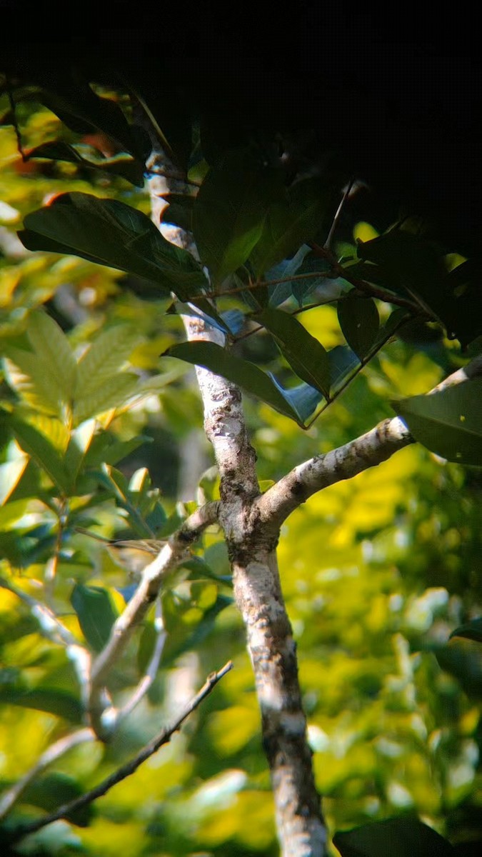 Vireo Ojiblanco - ML647226198
