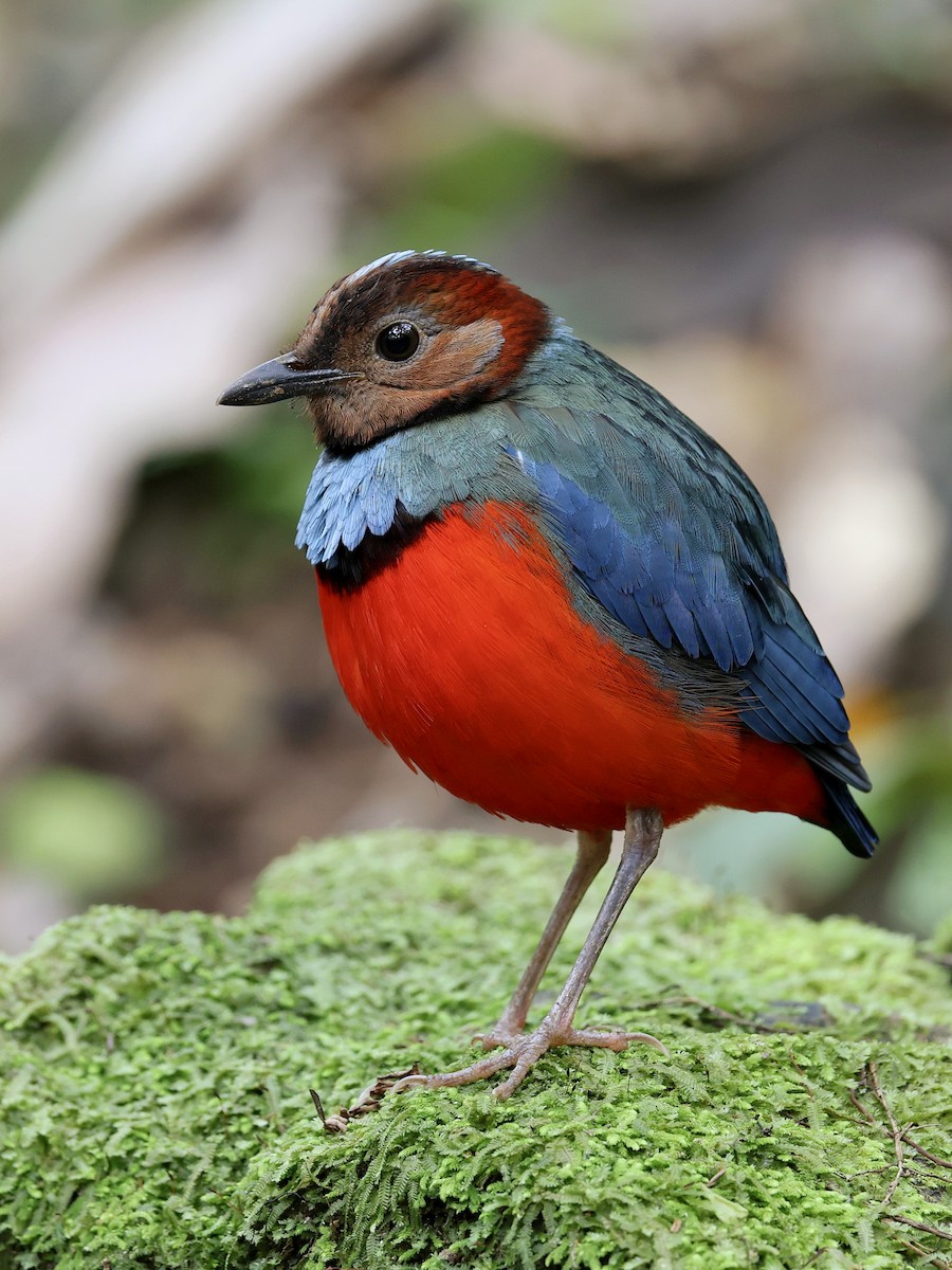 Sulawesi Pitta - ML647226200