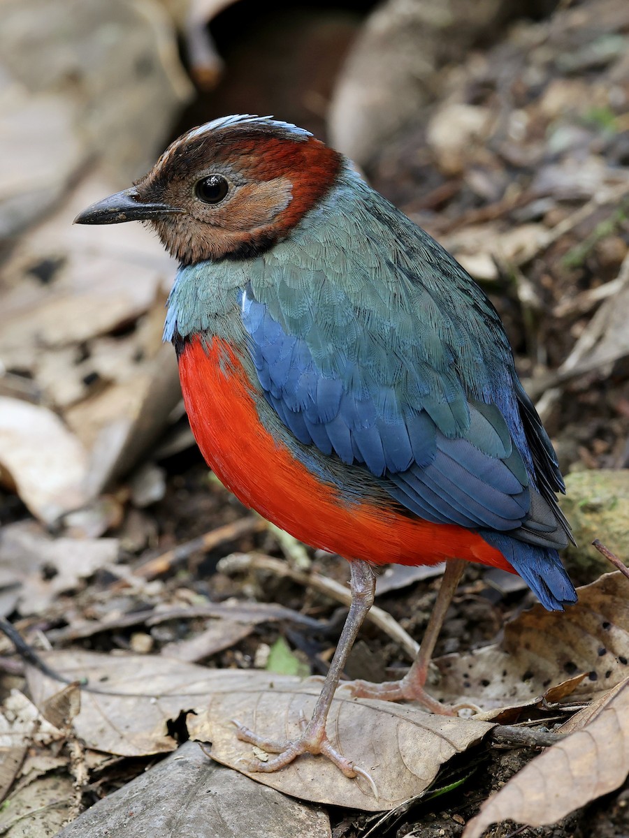 Sulawesi Pitta - ML647226201