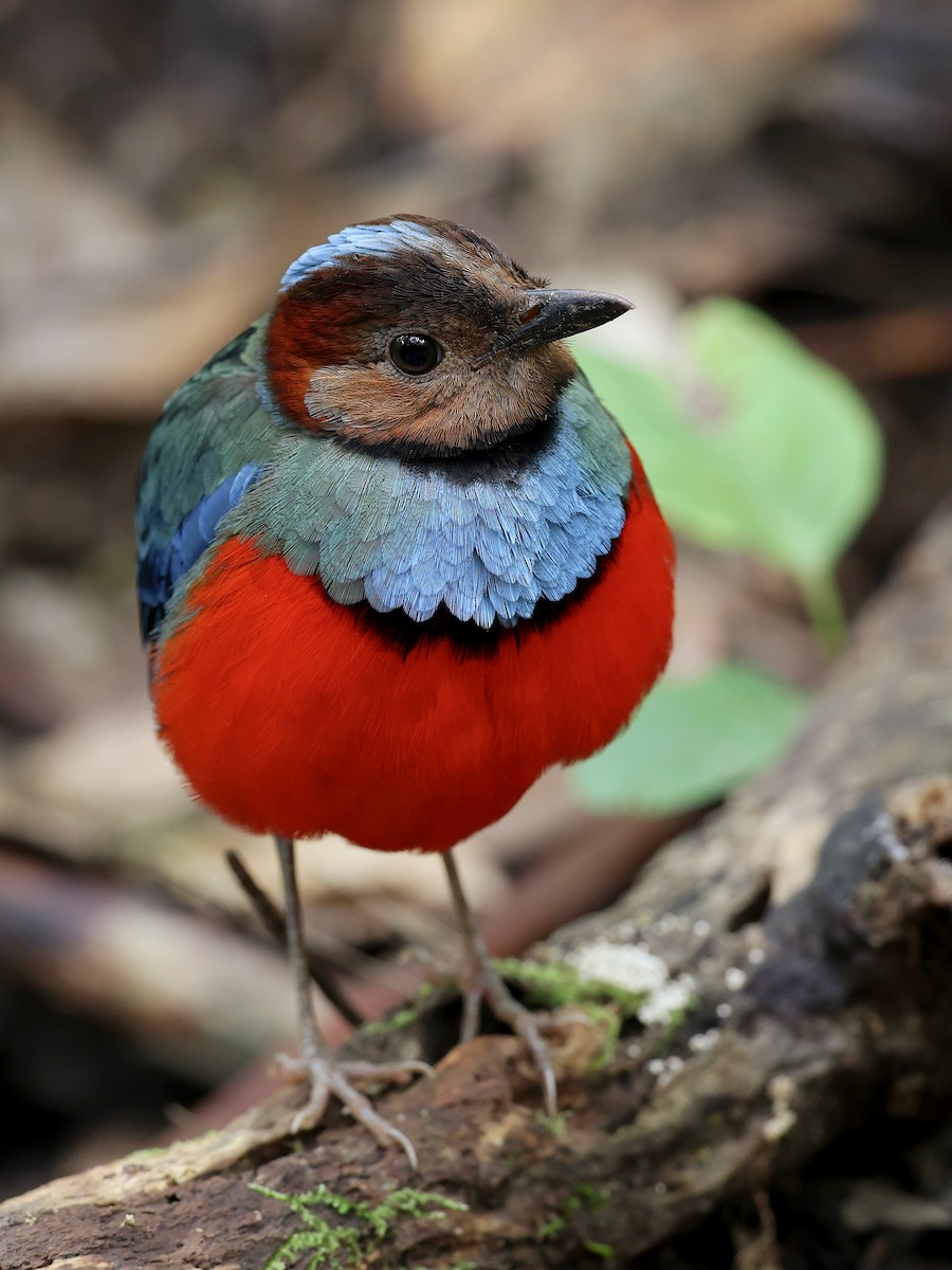 Sulawesi Pitta - ML647226202