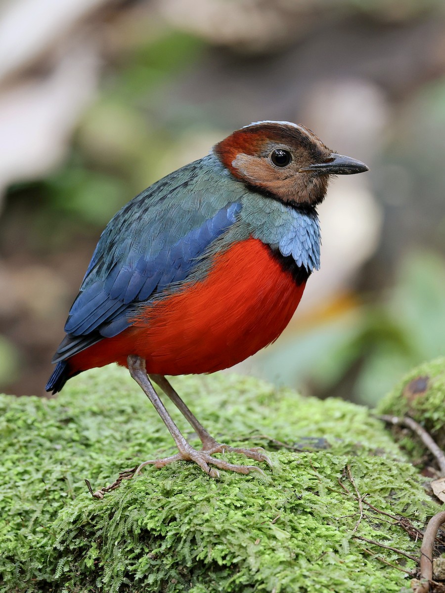 Sulawesi Pitta - ML647226203