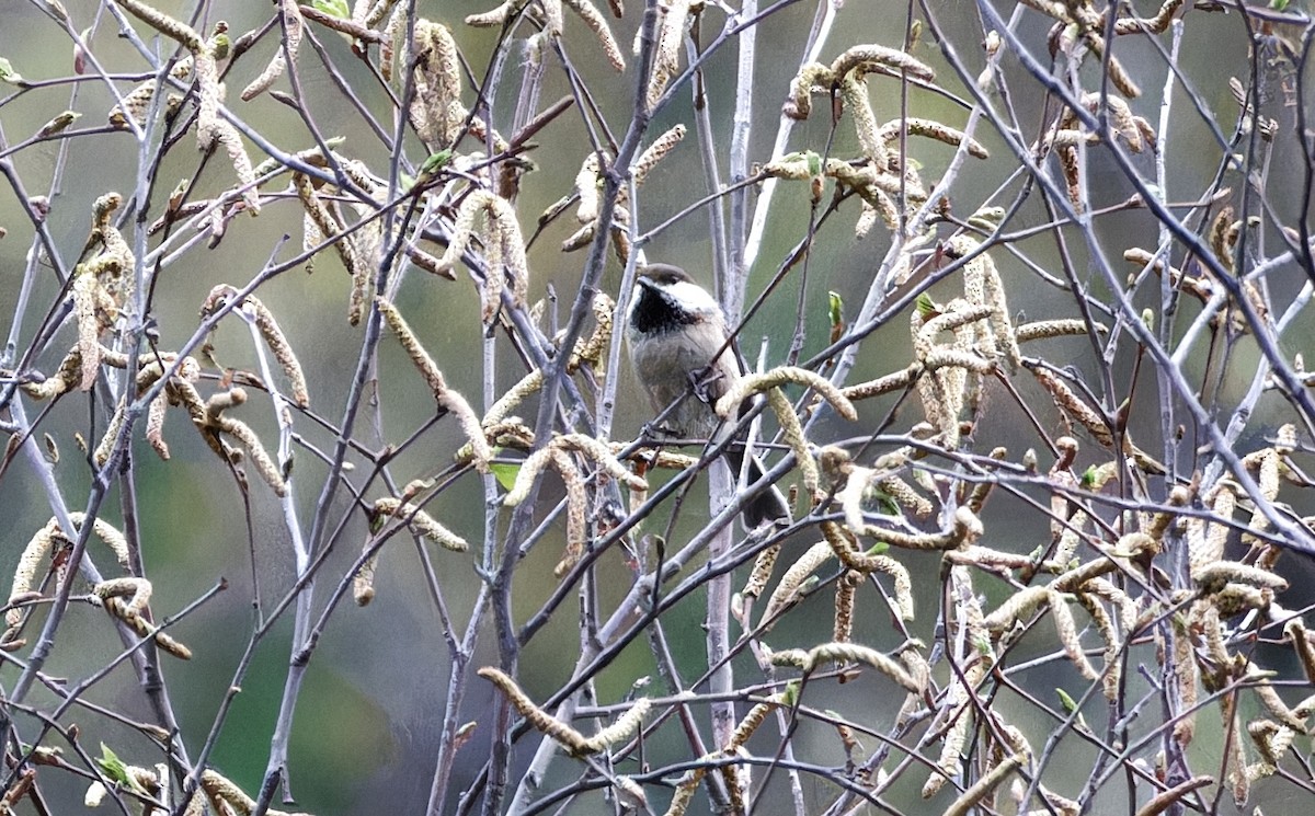 Mésange boréale - ML647226205