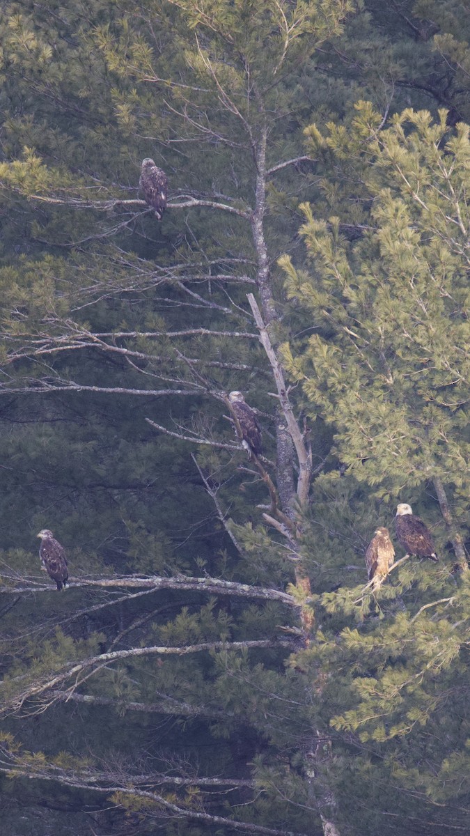 Bald Eagle - ML647226210