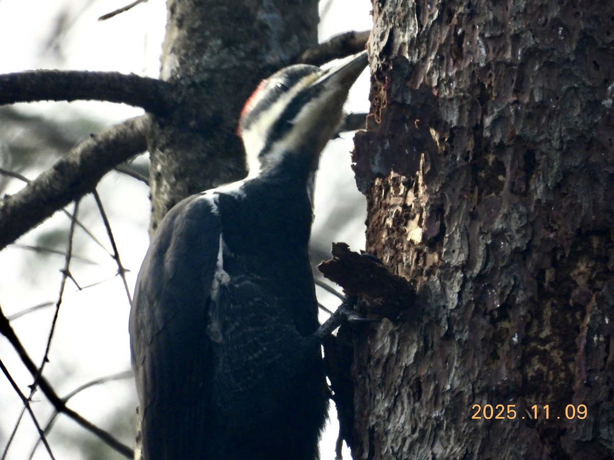 Жовна північна - ML647226223