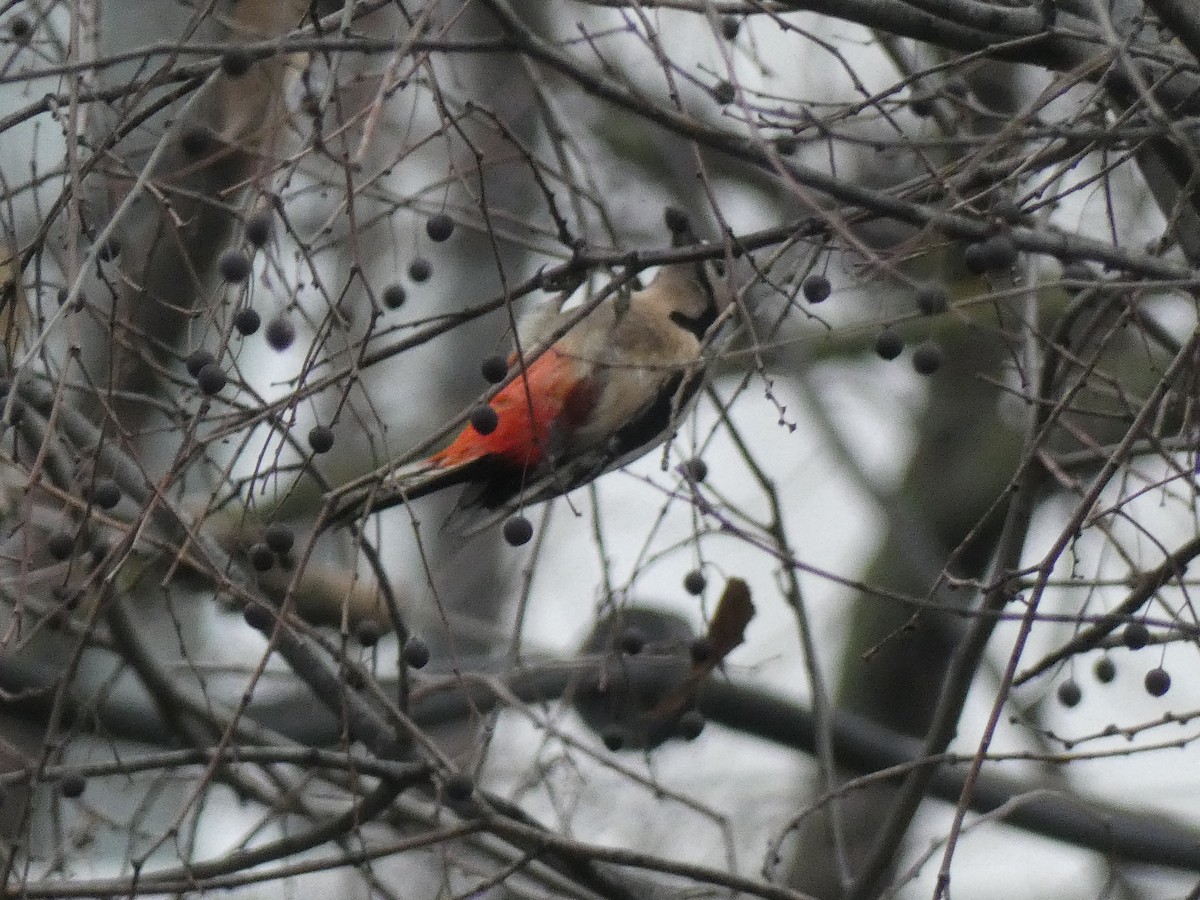 Okil handia (handia) - ML647226227