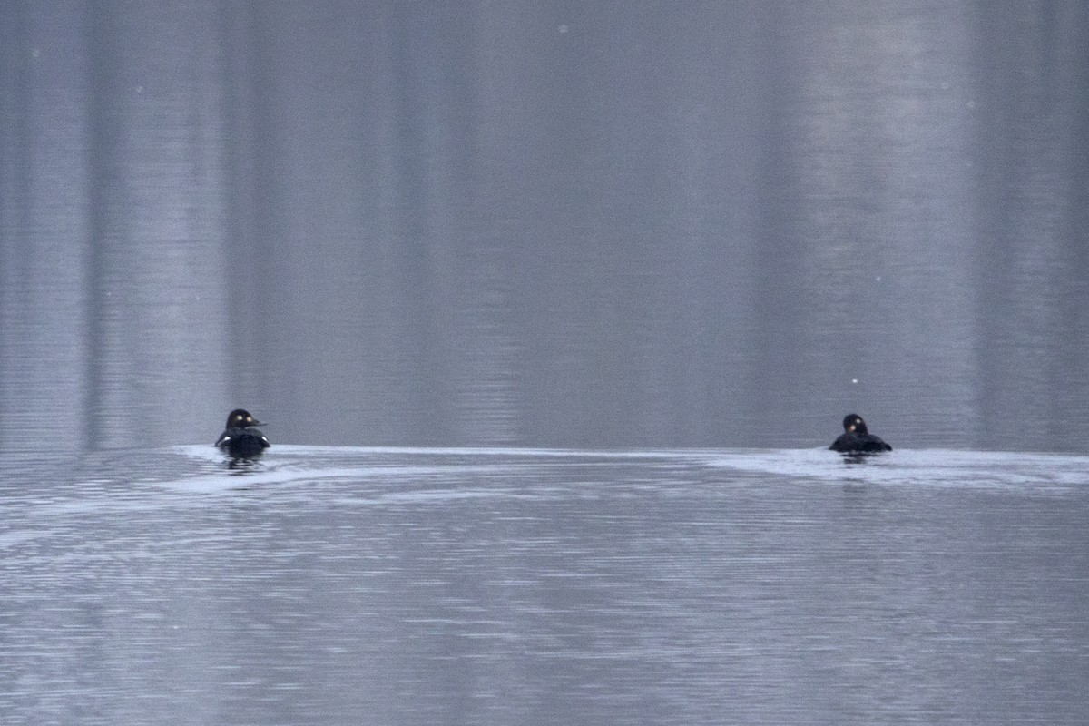 Velvet Scoter - ML647226229