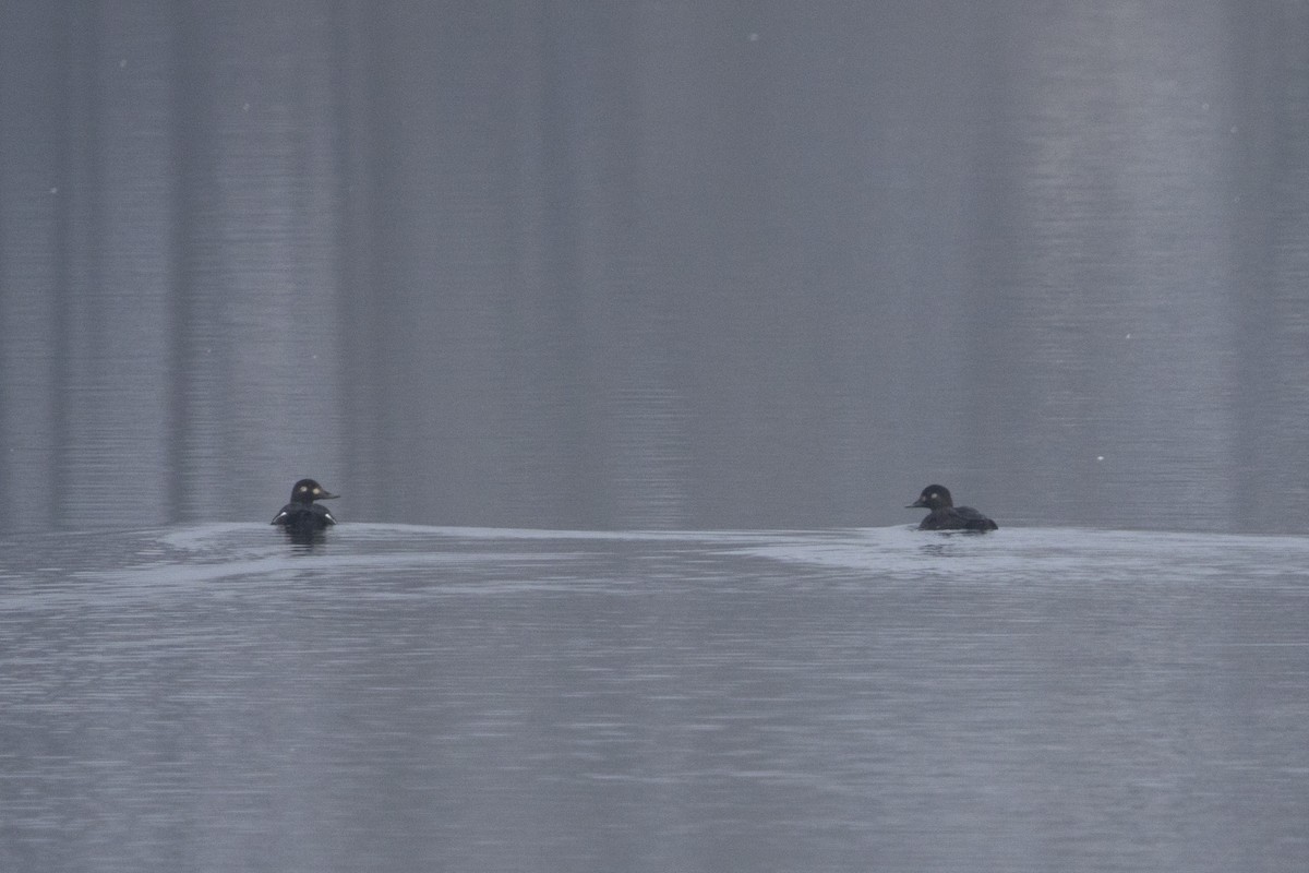 Velvet Scoter - ML647226230