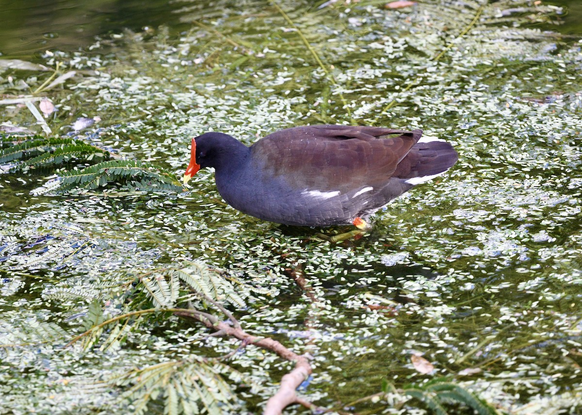 Common Gallinule - ML647226262