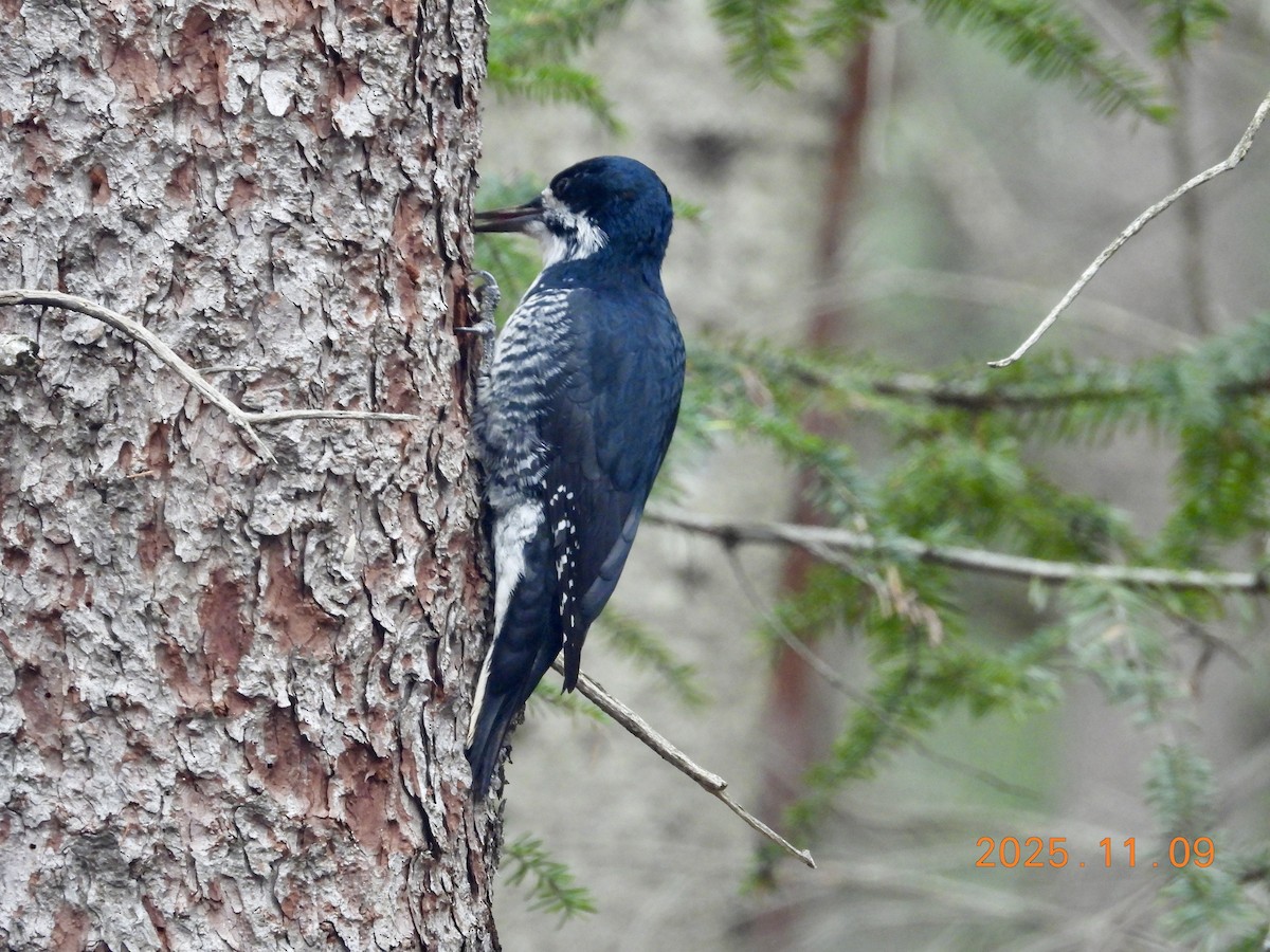 Black-backed Woodpecker - ML647226263