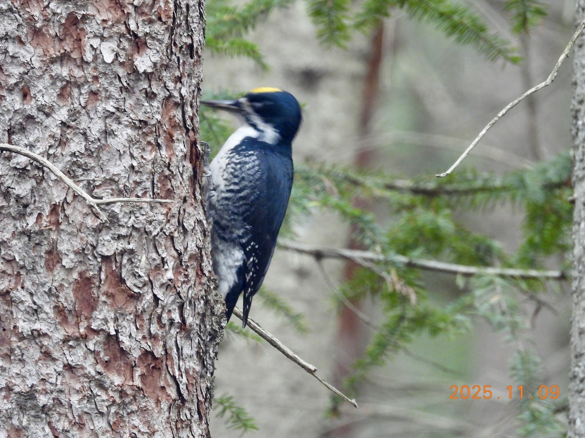 Black-backed Woodpecker - ML647226265