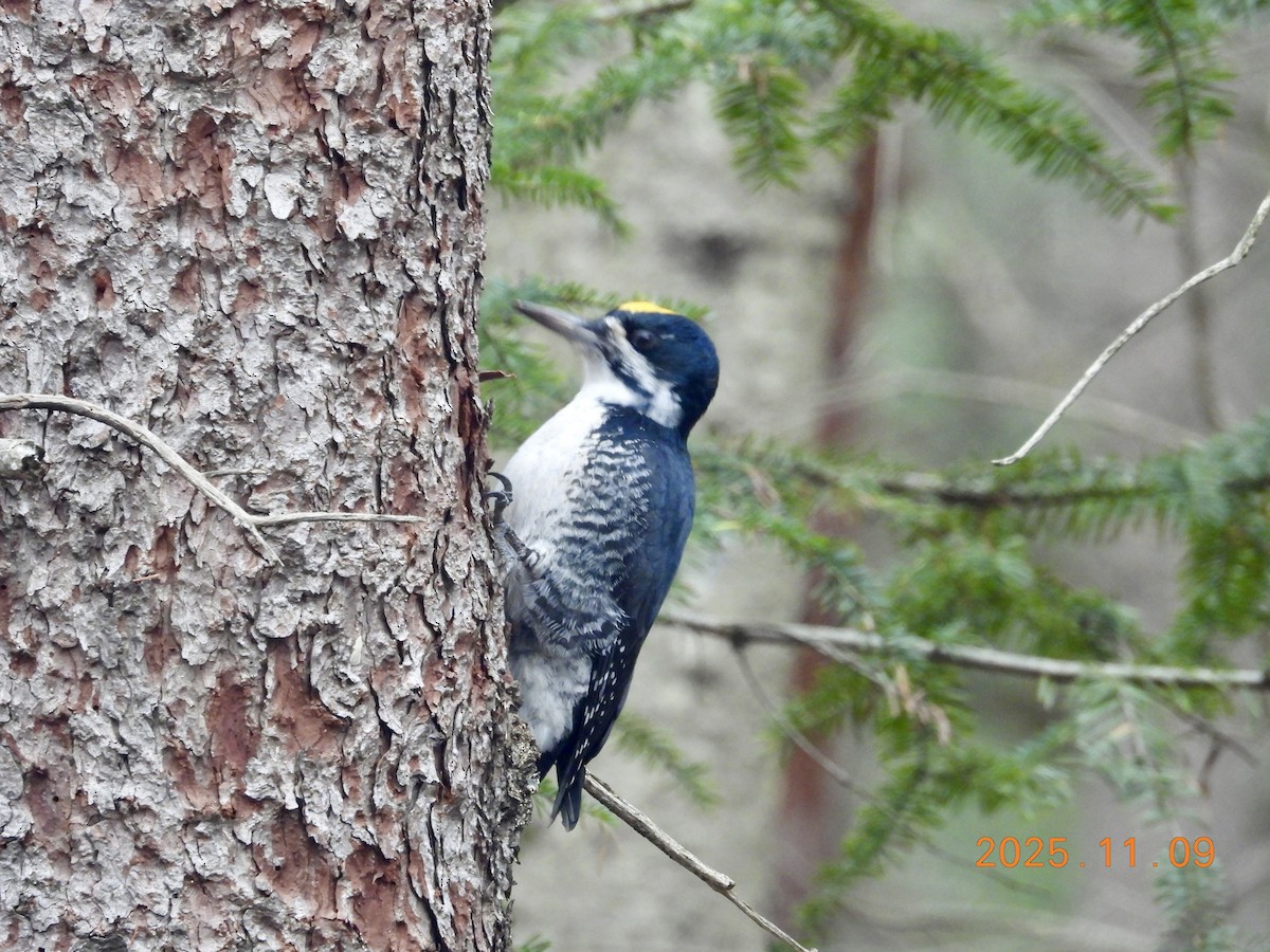 Black-backed Woodpecker - ML647226266