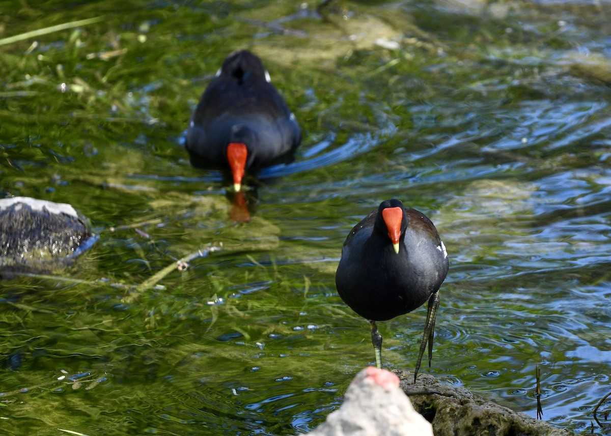 Common Gallinule - ML647226269