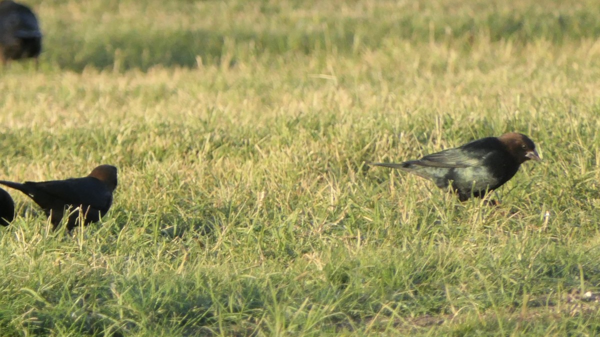 Brown-headed Cowbird - ML647226272