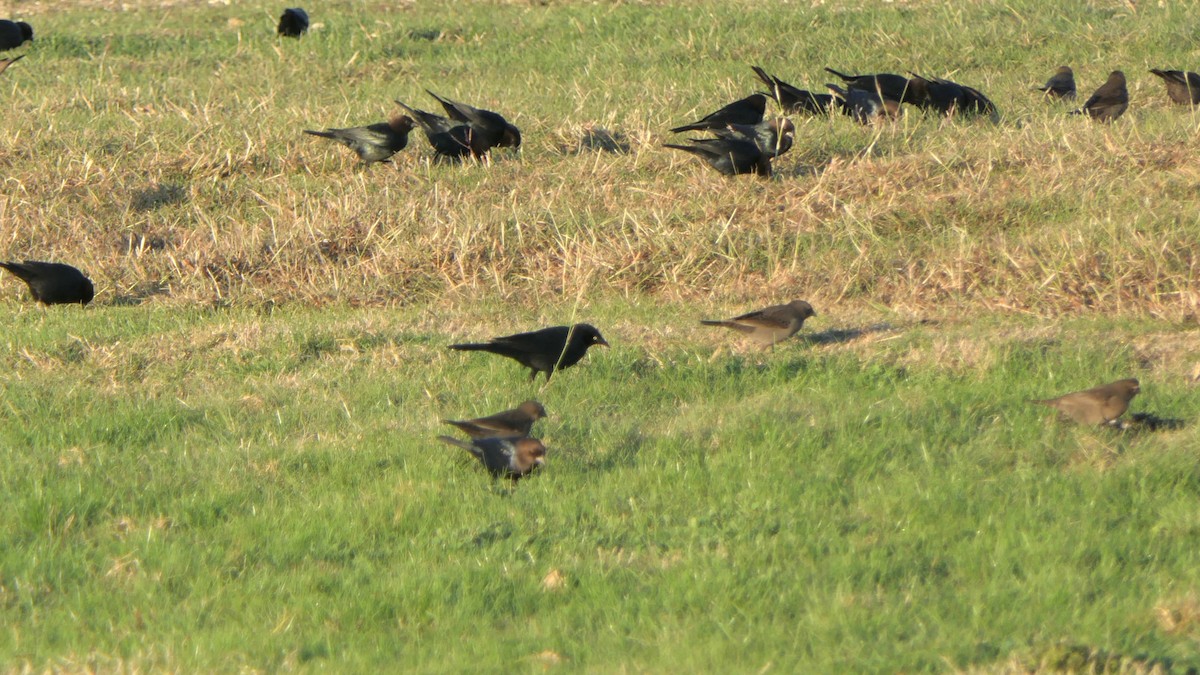 Brown-headed Cowbird - ML647226273