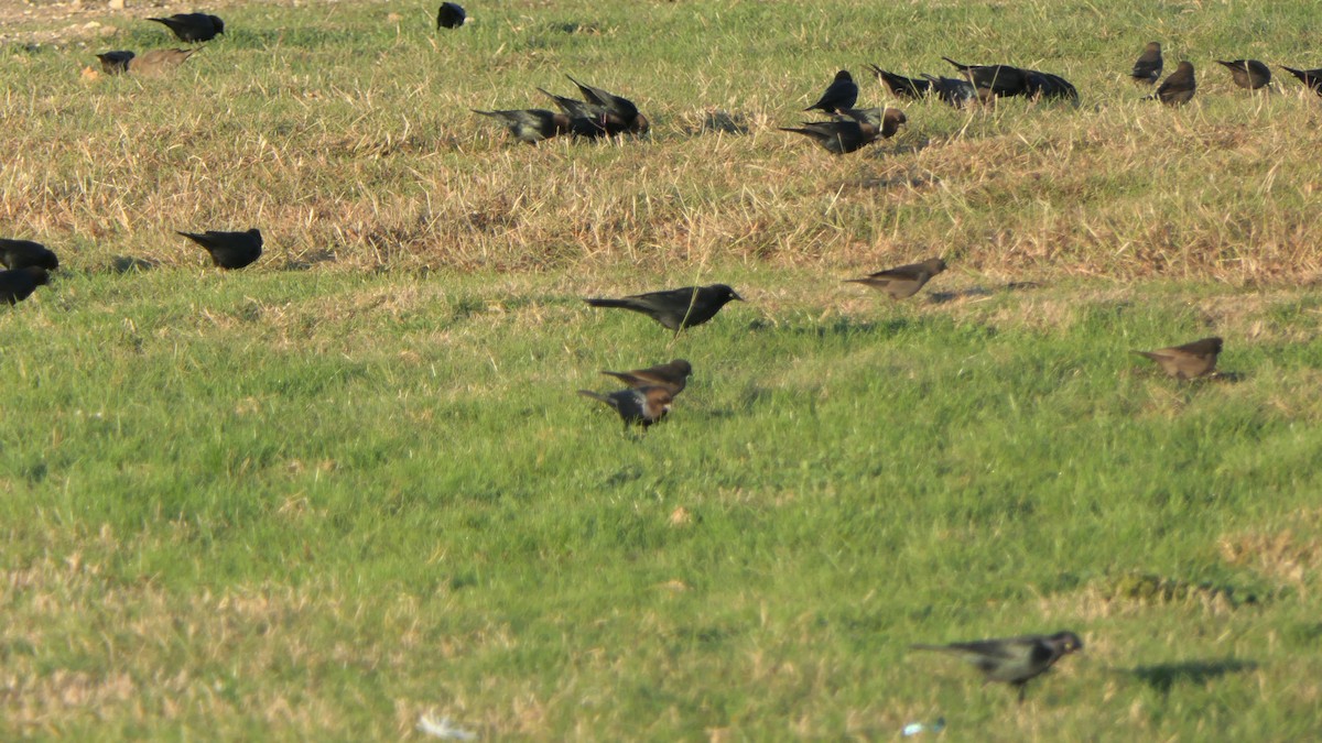 Brown-headed Cowbird - ML647226274