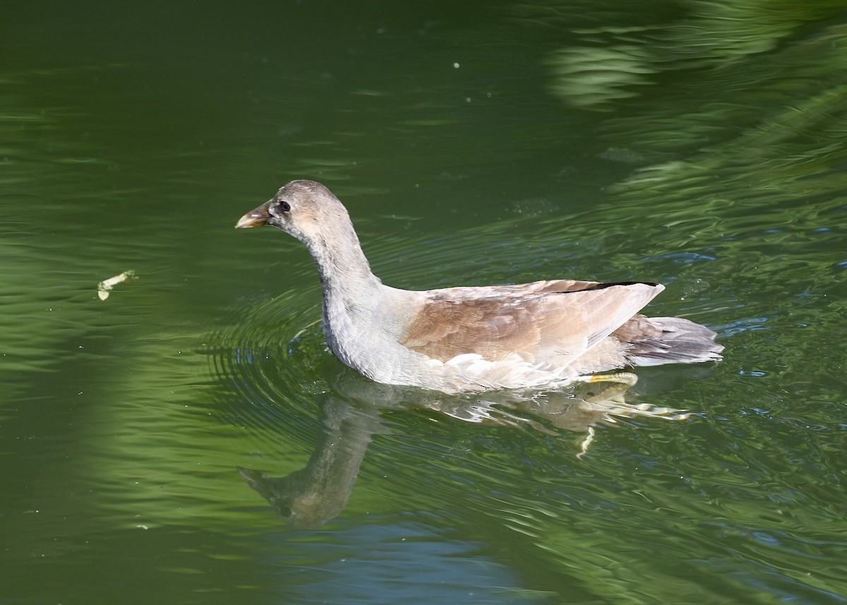 Common Gallinule - ML647226278